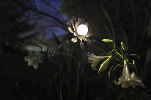 Budget 🤩 Patriot Lighting® Solar Integrated LED Galvanized Flower Landscape Light ⭐ 5 Budget 🤩 Patriot Lighting® Solar Integrated LED Galvanized Flower Landscape Light ⭐ - Image 3