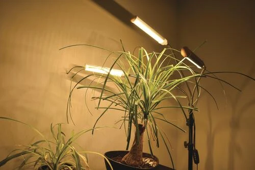 Cheap 👍 Patriot Lighting® Tripod 3 Light LED Grow Light 😍 11 Cheap 👍 Patriot Lighting® Tripod 3 Light LED Grow Light 😍 - Image 9